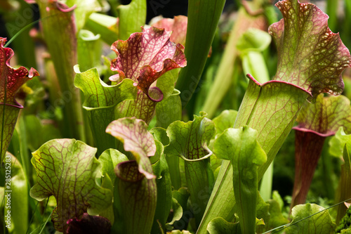 Sarracenia rosea. Green plant background. Flora of North America.