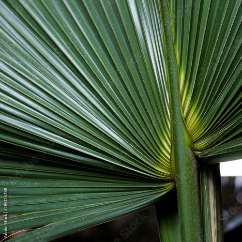 Sabal mexicana. Tropical palm green leaf. Close up.