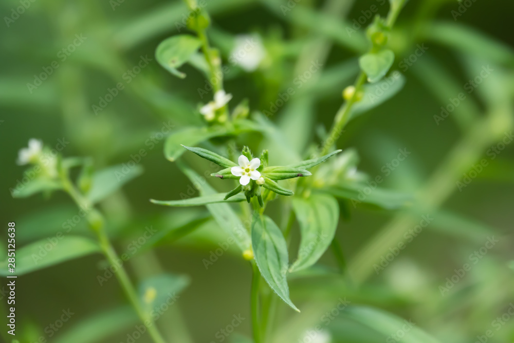 Gromwell Flowers in Bloom in Springtime Gromwell Flowers in Bloom in Springtime