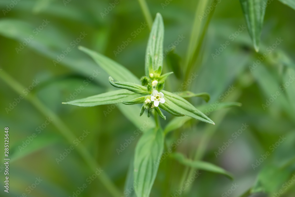 Gromwell Flowers in Bloom in Springtime Gromwell Flowers in Bloom in Springtime