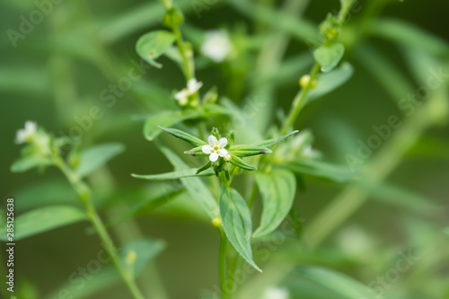 Gromwell Flowers in Bloom in Springtime photo