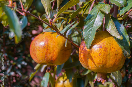 pomegranate (Dalim) fruit on the tree in leaves photo