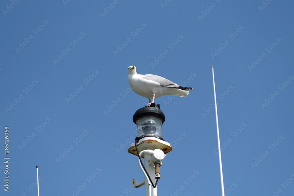 Möve auf Schiffslampe und blauer Himmel - Stockfoto