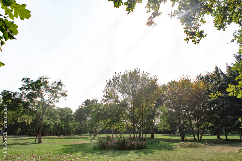Fototapeta premium Beautiful landscape natural textures on the clear sky, yellow leaves spring natural colorful, green tree leaf flower in nature garden wallpaper background