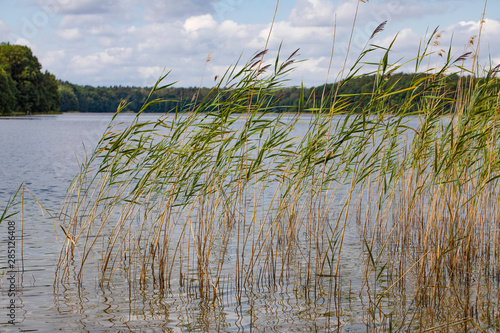 Reeds, in lake water reflected parallel lines and curves, nature reserve Drawsko lake. photo