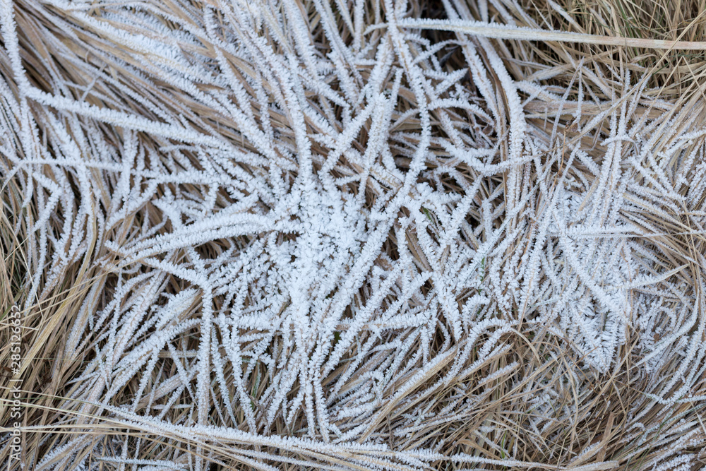 Closeup photo of dry yellow grass with hoarfrost in cold winter. Brown, green autumn background. Frost on the grass. Autumn forest. Cover. Frozen surface. Closeup photo of dry yellow grass with hoarfrost in cold winter. Brown, green autumn background. Frost on the grass. Autumn forest. Cover. Frozen surface.
