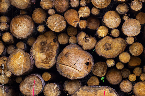 Background of stacked logs in the forest.