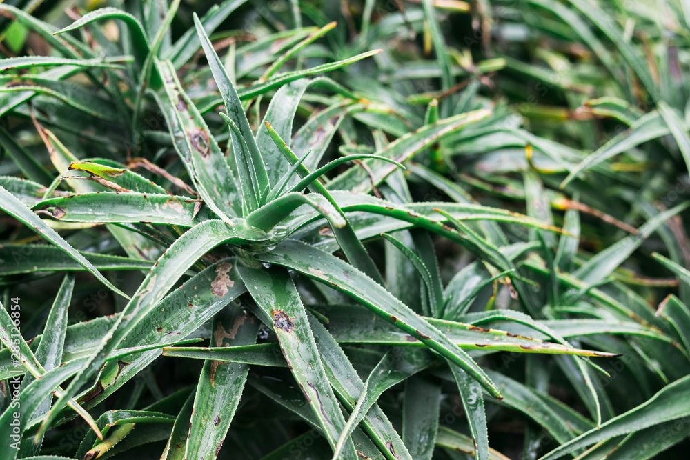 Green cactus leaves with thorn background. spring time Green cactus leaves with thorn background. spring time