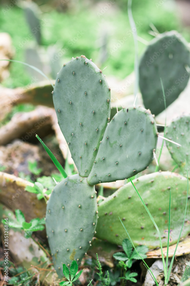 Green cactus leaves with thorn background. spring time Green cactus leaves with thorn background. spring time