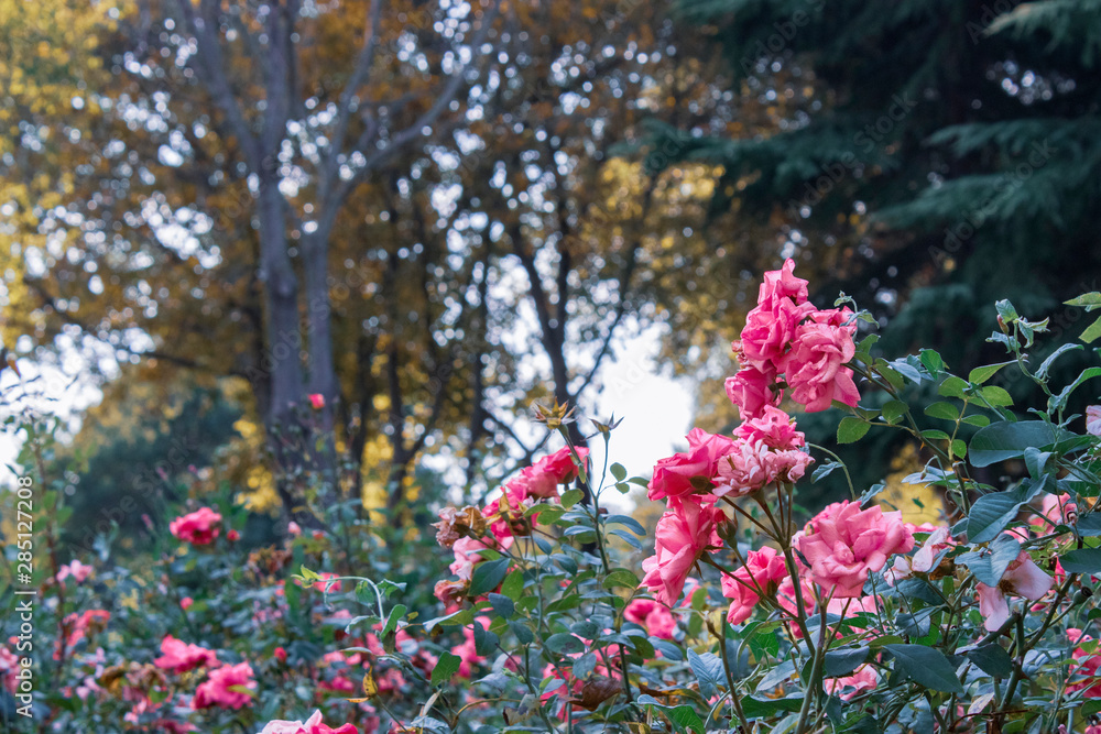 Beautiful flowers tree in a green nature garden background Beautiful flowers tree in a green nature garden background