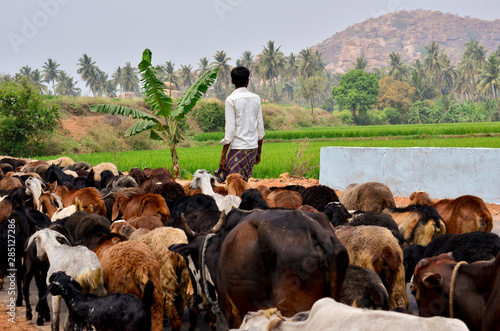Indian shepherds herding goats and sheep in Hampi, India