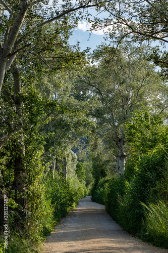 Natural fairytale avenue of birch and trees with trail on half island called St. Petersinsel in Biel Switzerland.