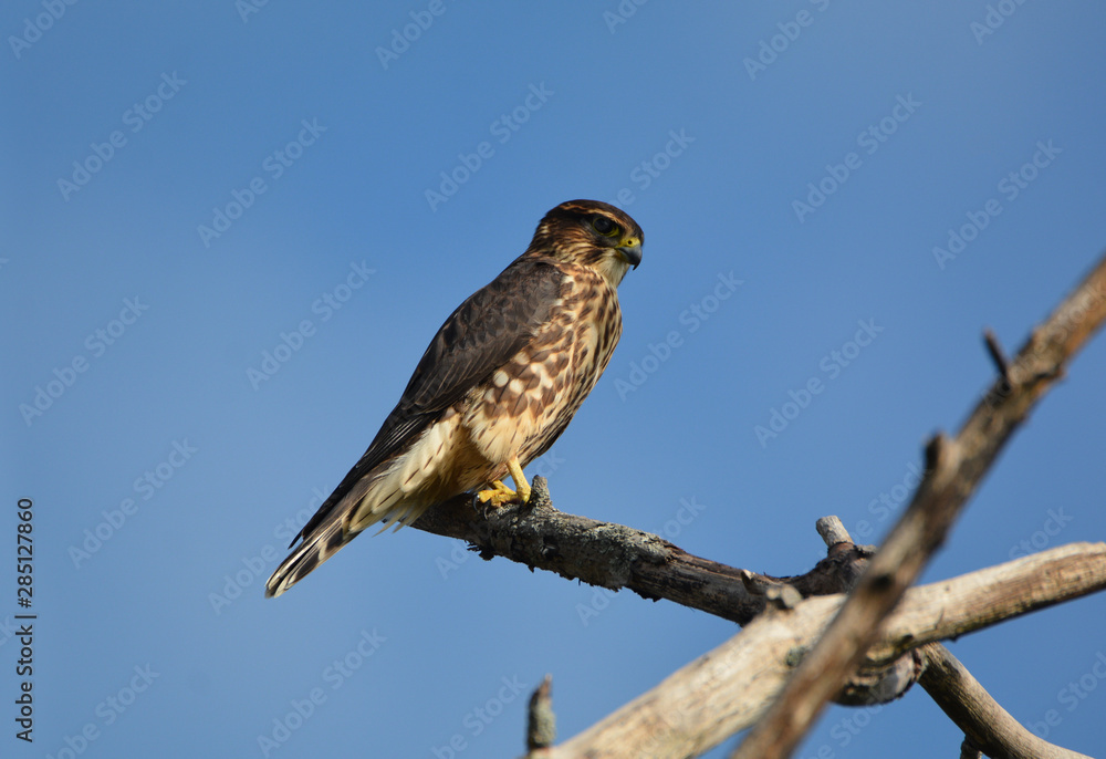 Merlin Falcon Merlin Falcon