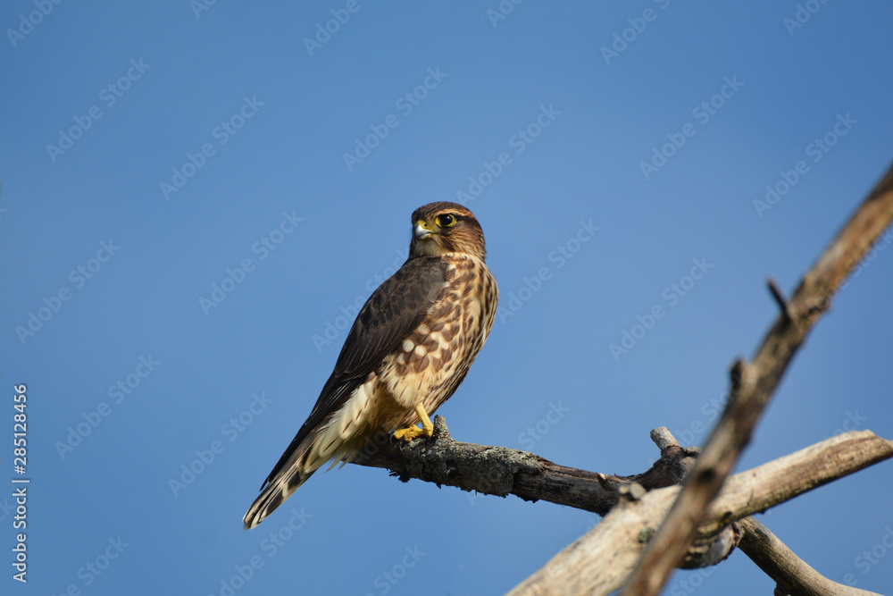 Merlin Falcon Merlin Falcon