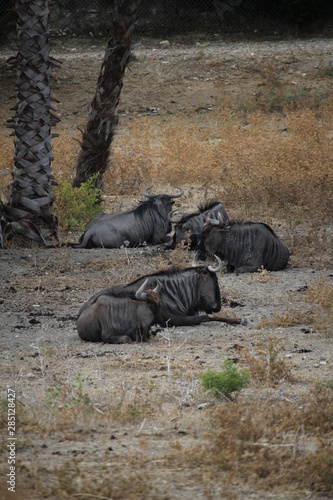 troupeau de buffles photo