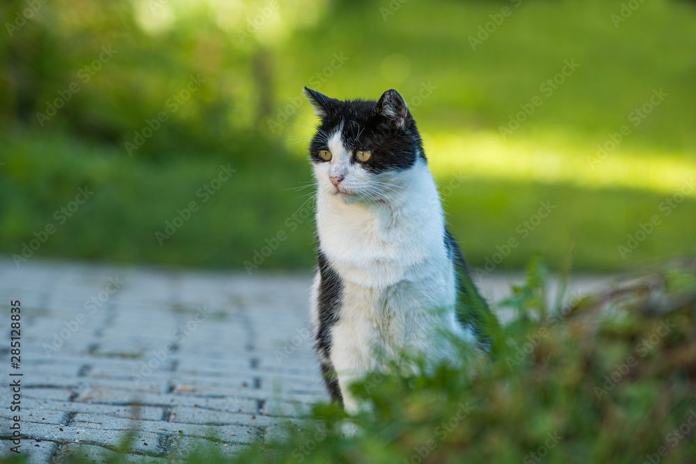 Domestic cat sitting at a farm