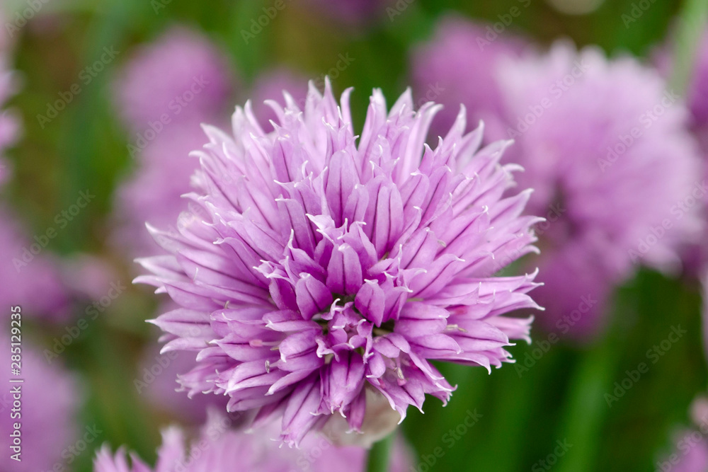 Close up of chives blooms in backyard garden