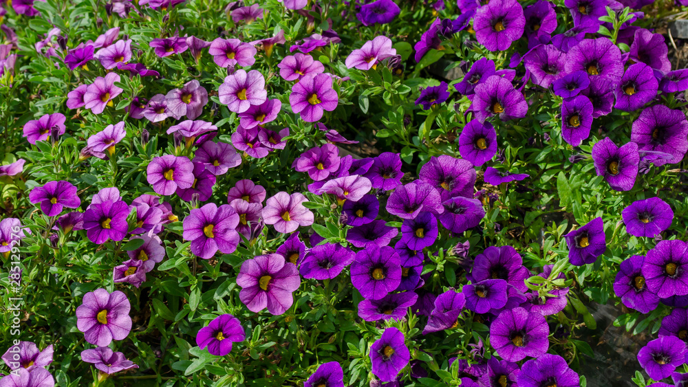 blossoming magenta petunia flowers on green background