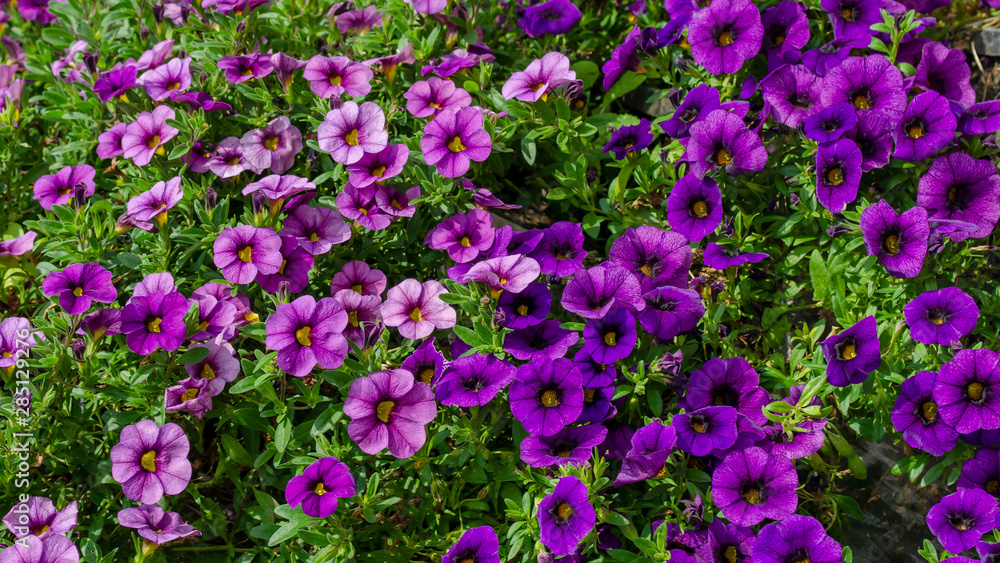 blossoming magenta petunia flowers on green background blossoming magenta petunia flowers on green background