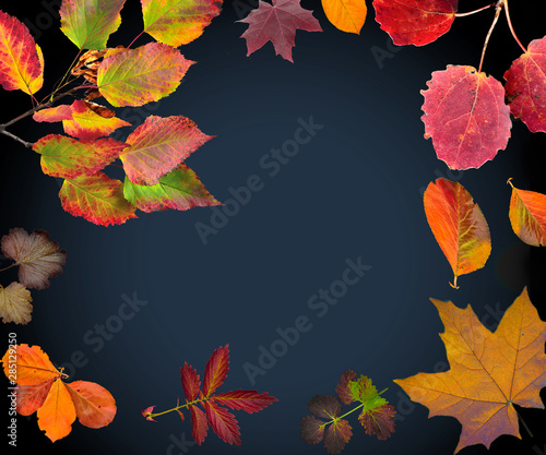 Colorful Autumn Fall leaves heart shaped frame on black background