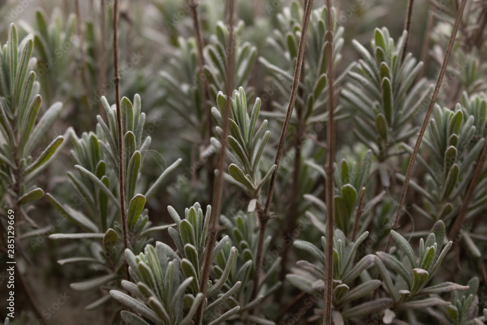 Young stems of a lush growing plant sprouting through the dry stalks of last year's grass Young stems of a lush growing plant sprouting through the dry stalks of last year's grass