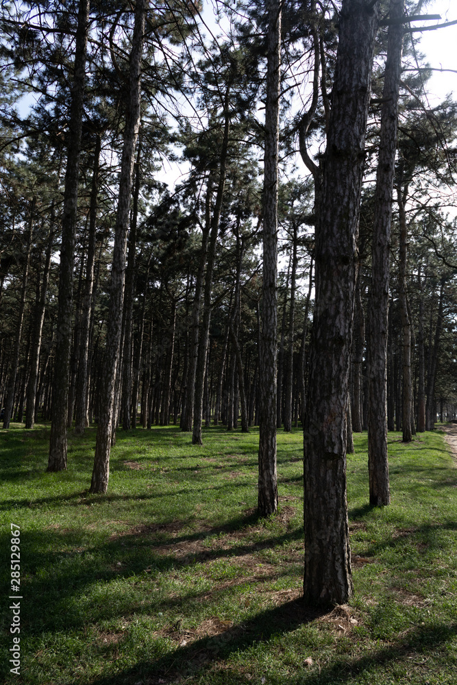 Fototapeta premium Pine forest with densely growing trees in spring on a sunny day