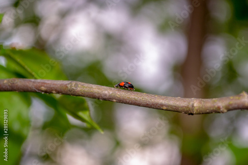 Black and red ladybug crawling on a tree branch.