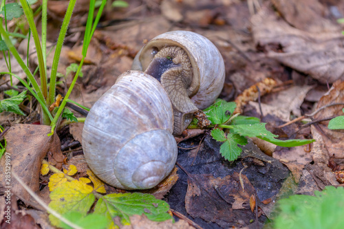 Two mating snails pressed against each other with their soles hiding in the green grass