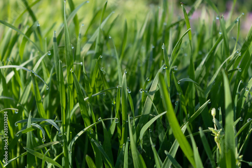 Bright green young stalks of grass with pure dew close-up