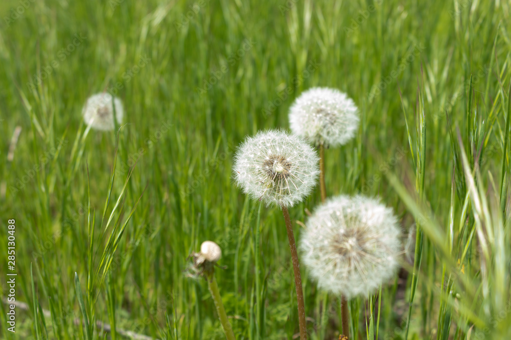 A few dandelions among the green grass in the meadow