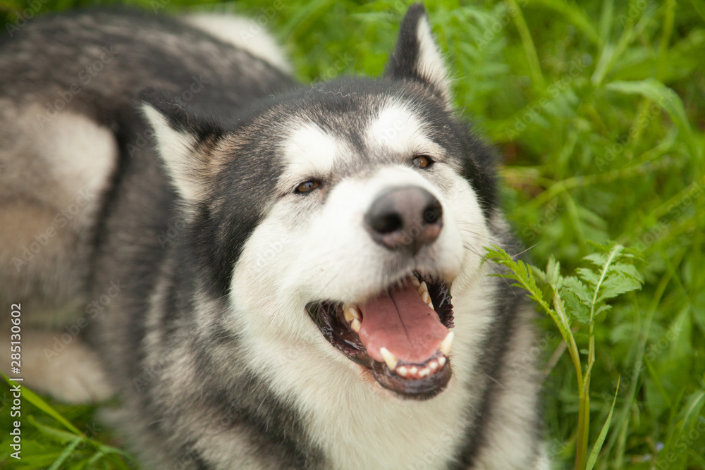 Alaskan Malamute dog on nature in the summer park on a background of green grass
