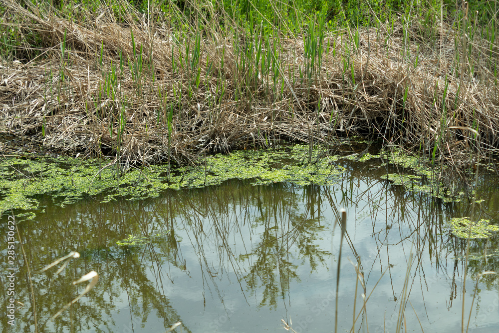 River bank in spring, overgrown with grass, growing through dry stems River bank in spring, overgrown with grass, growing through dry stems
