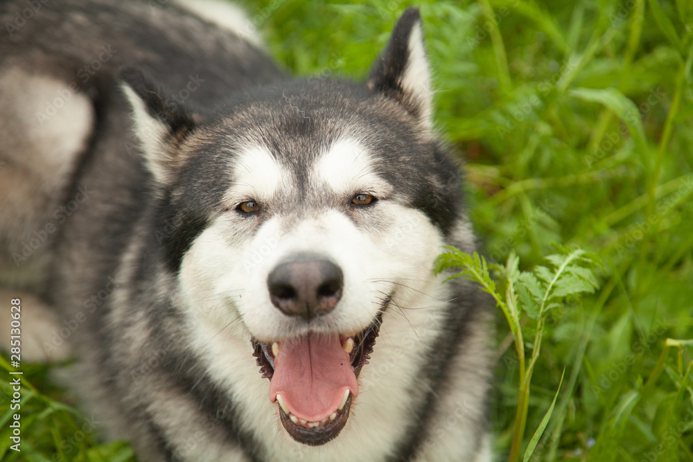 Alaskan Malamute dog on nature in the summer park on a background of green grass