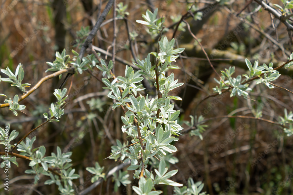 Sea buckthorn branch with young leaves on a background of old dry stems Sea buckthorn branch with young leaves on a background of old dry stems