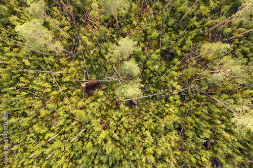 Deep wild forest with deadf...