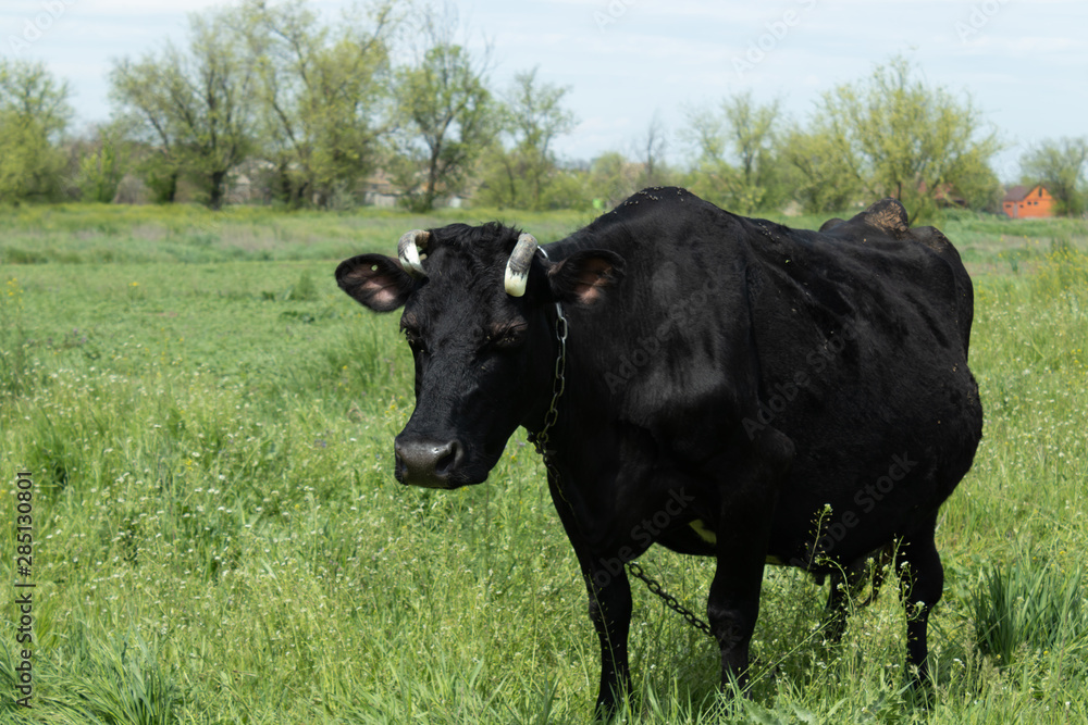 A cow grazes in a flowering meadow near the village A cow grazes in a flowering meadow near the village