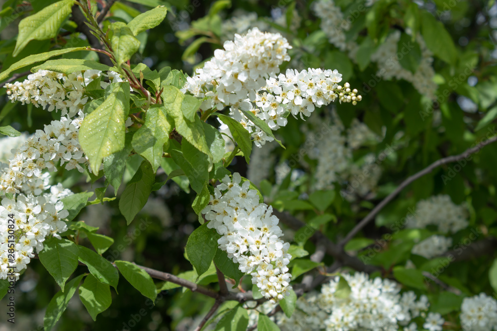 Close-up of flowering bird cherry branches in the spring sunshine Close-up of flowering bird cherry branches in the spring sunshine