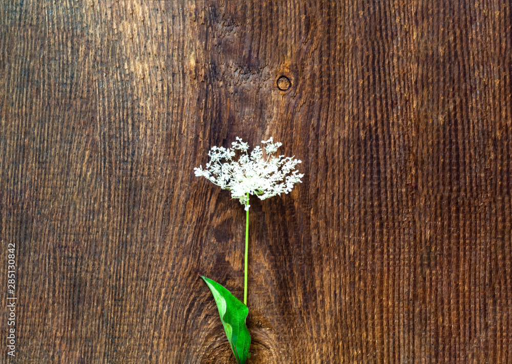 White flower on wooden background. Wildlife concept White flower on wooden background. Wildlife concept
