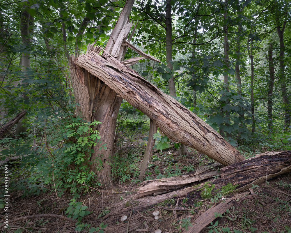 Fototapeta premium Old tree collapsed due to rot and decay on the forest floor