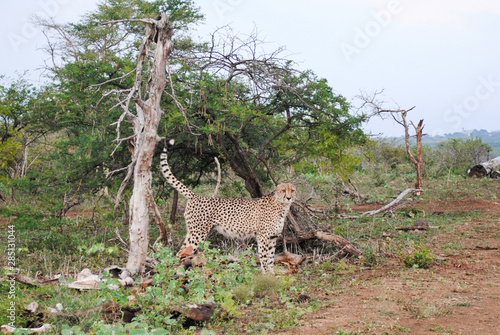 Cheetah in a South African nature reserve