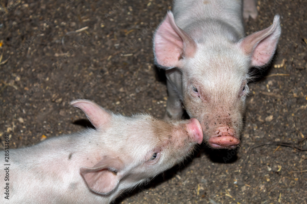 Two 10 Days Old Cute Yorkshire Piglets Playing Two 10 Days Old Cute Yorkshire Piglets Playing