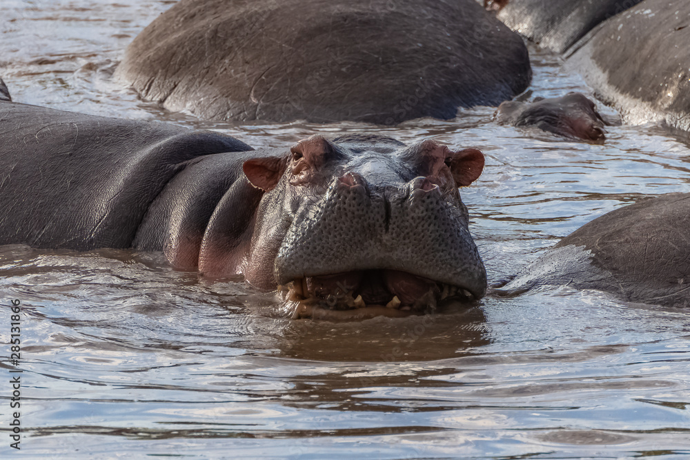 hippopotamus bathing, in the lake in Africa, portrait hippopotamus bathing, in the lake in Africa, portrait