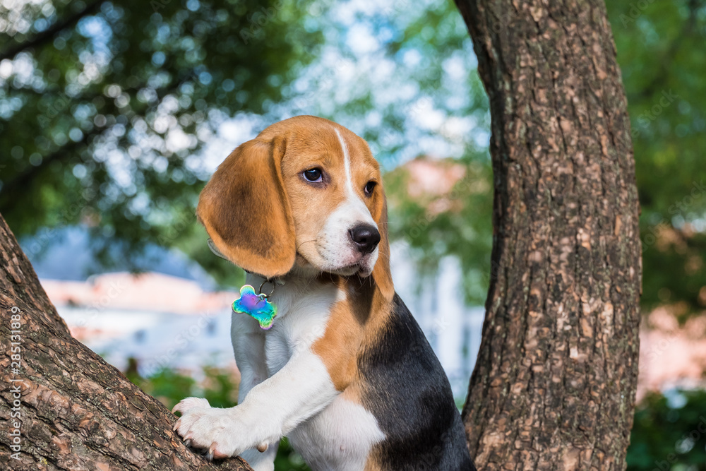 cute Beagle puppy sitting on an old tree