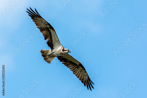 Osprey in the sky on the west coast in Sweden