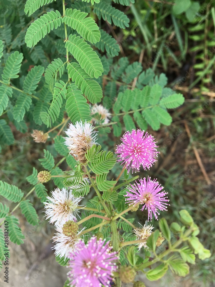 flowers in the river side