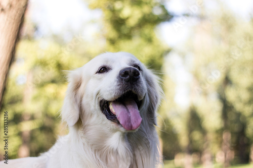 Beautiful young golden retriever is laughing in camera