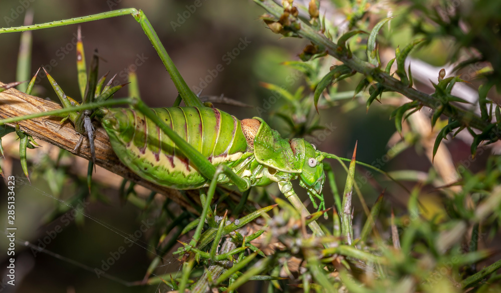 caterpillar on a branch caterpillar on a branch