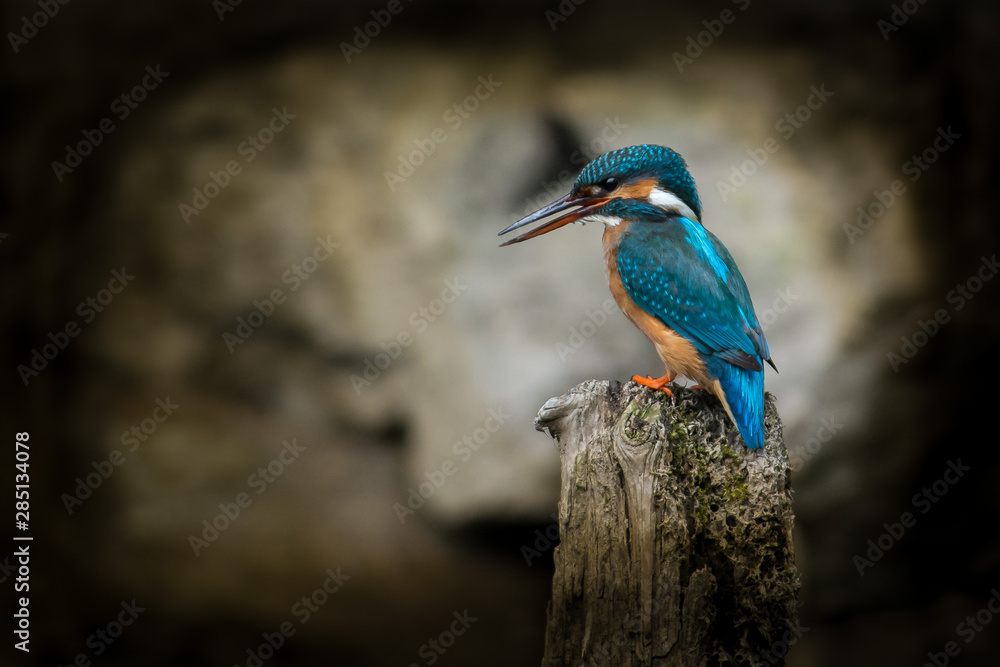 Fototapeta premium Kingfisher on a creek in Sweden