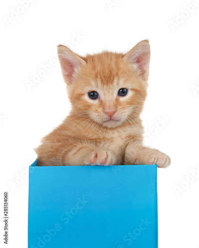 Adorable tiny orange ginger tabby kitten peaking out of a bright blue present box isolated on white background. Fun comical animal antics.