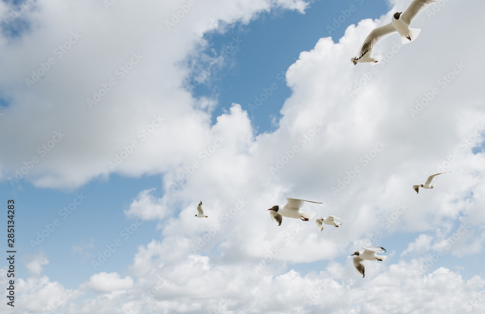 seagull flying on seaside on sunny with clouds day seagull flying on seaside on sunny with clouds day